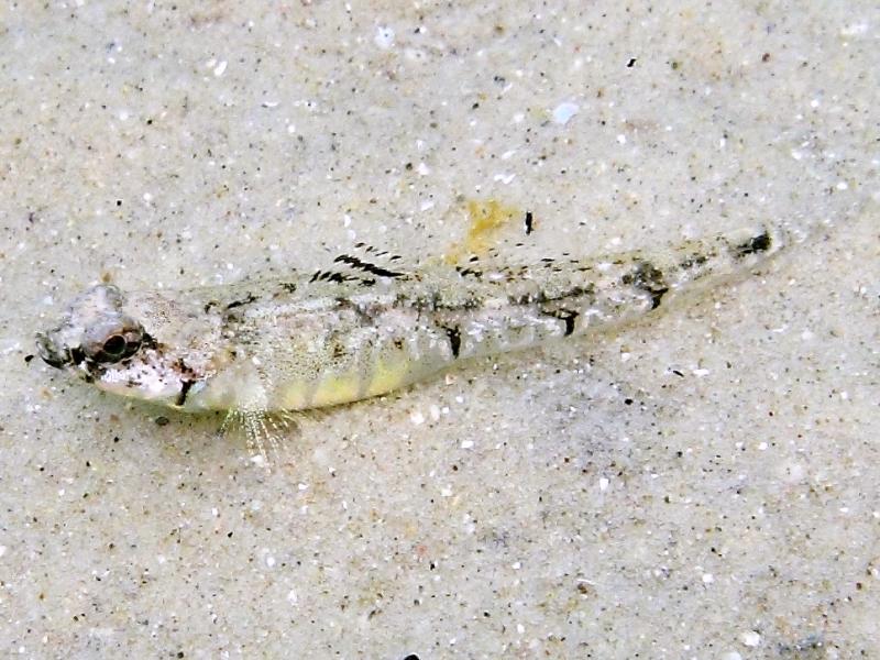 Femmine di Pomatoschistus bathi
